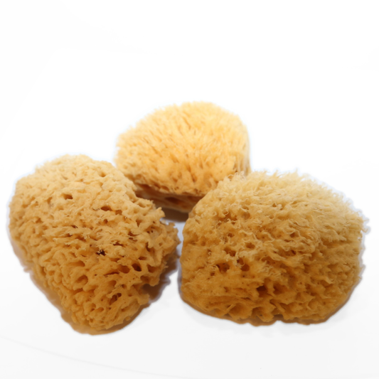 Natural Sea Sponge